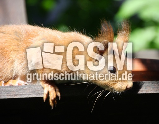 Eichhörnchen_4463.jpg